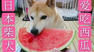  日本柴犬吃西瓜