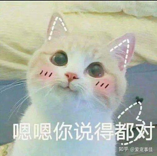 丧黑福造表情包猫砂