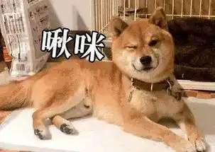 表情包阿狸是啥意思太原