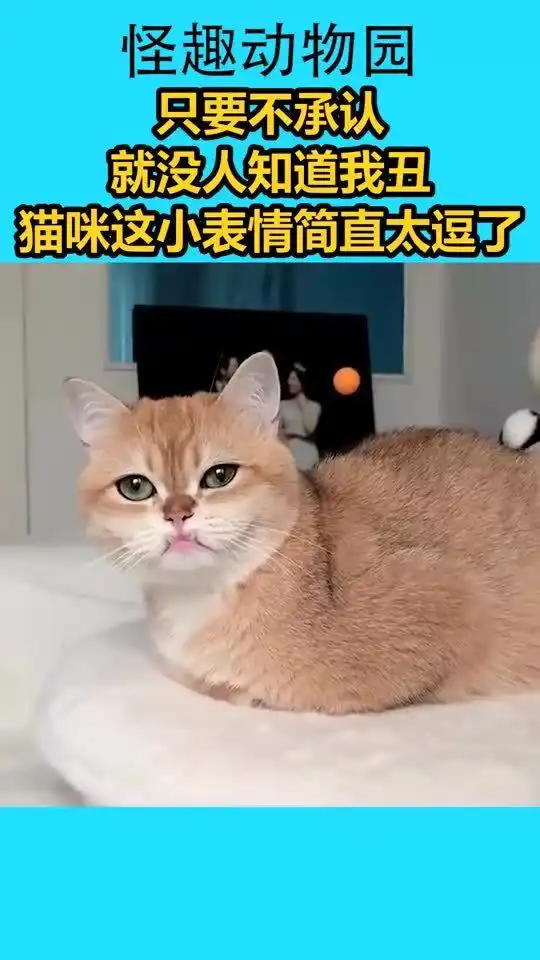  只要不承认,就没人知道我丑,猫咪这小表情简直太逗了