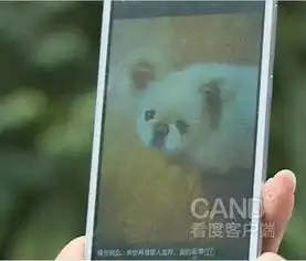  装修工开车碾死京巴狗主逼其给爱犬下跪