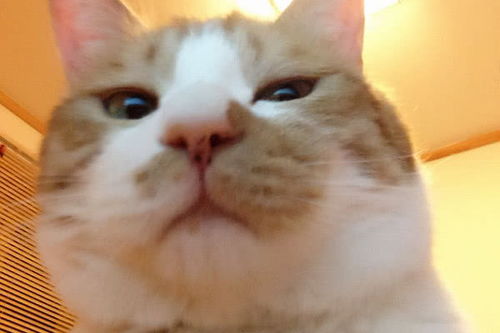  福懋动物医院带个童养媳给橘猫,看到它的表情后,主人直接巴掌招呼