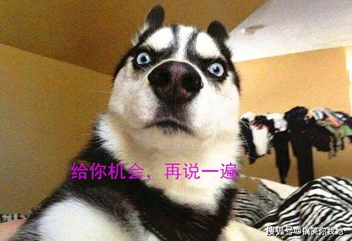 呆萌柴犬陪主人吃饭,表情可爱火爆ins,网友真让人羡慕 呆萌柴犬陪主人吃饭,表情可爱火爆ins,网友真让人羡慕