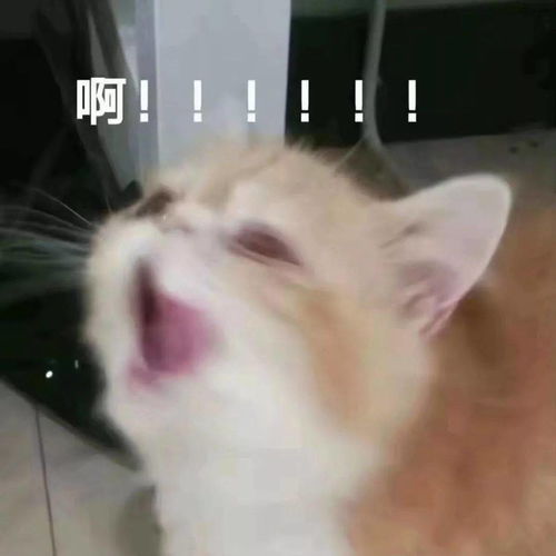  沙雕聊天表情包姐妹一起拉屎吗