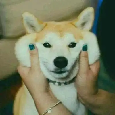  狗狗情头在一起,不离开