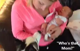  女主人怀孕后二哈被寄养,二哈第一次看到宝宝时的表情亮了