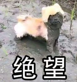  留美精英在纽约虐杀狗狗,服刑后被遣返回国对不起,这种人我们也不欢迎