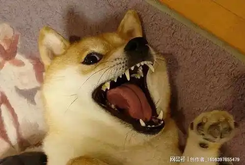  从小被打的柴犬,长大后会怎样离不开这3种结局