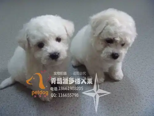  高质量健康比熊犬,可送货到家