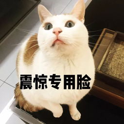  表情包你表情包太多,不想和你聊了