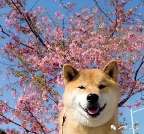  柴犬的优点及缺点有哪些呢