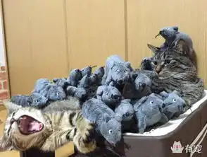  猫爱老鼠猫怕老鼠猫不是应该抓老鼠的么