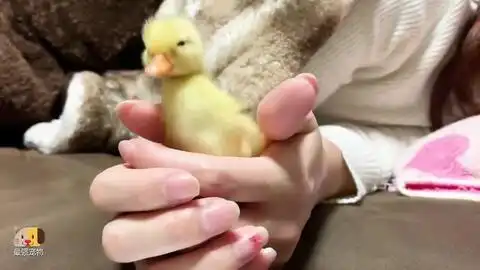  当你男朋友不理你的时候,发这个给他看情侣日常表情包聊天记录套路表情包