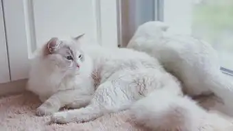  不用任何言语包装,布偶猫颜值高到没朋友