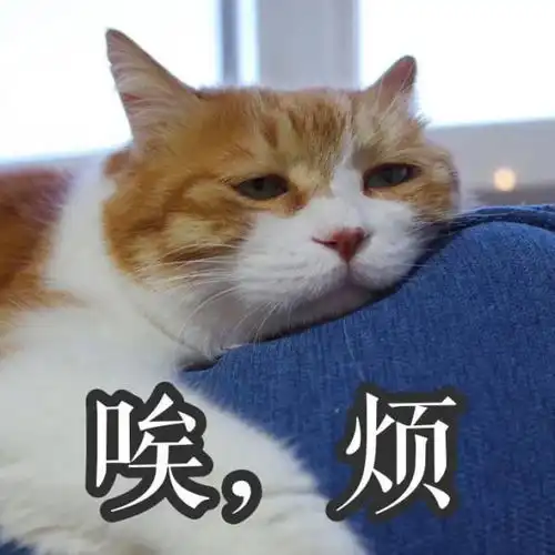 算我求你的表情包猫求你