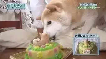 柴犬吃瓜表情包微信