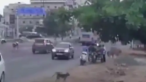  印度一男子上班路上遇两头牛打架,被顶翻后惨遭公交车碾压致死