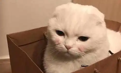  猫会得哪些病铲屎官快点点开,早发现早治疗