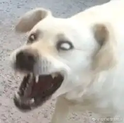  一组傻狗表情包,拿去