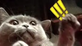  英短蓝猫胖脸蓝蓝路的日常p7