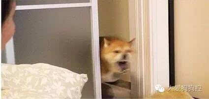  控制不住体内洪荒之力的柴犬,就这样成为了表情包