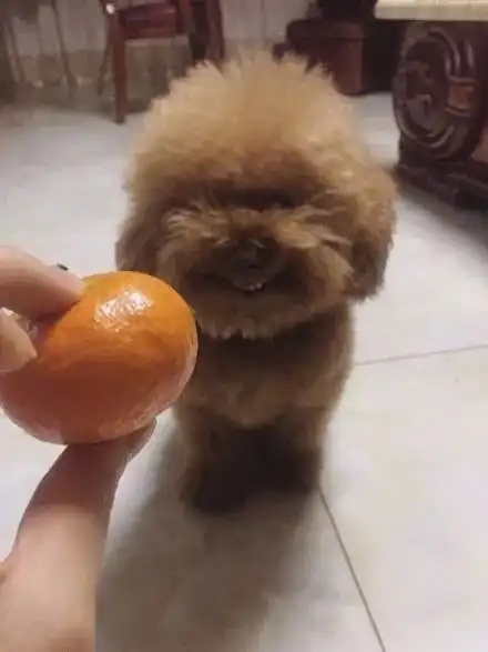  主人第一次拿小橘子给泰迪闻,结果它露出的表情好猥琐.....