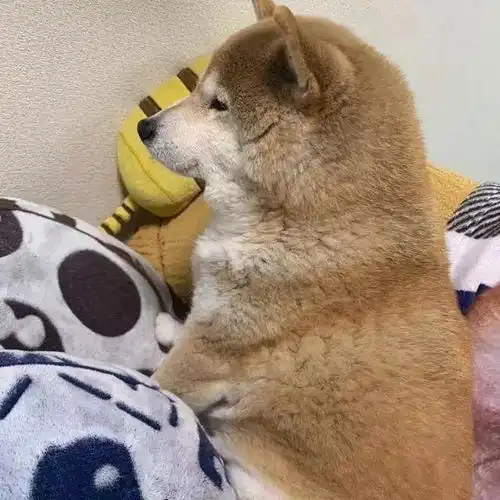  15岁柴犬躺在主人怀中入眠,如同回到最初,睡相非常讨人喜欢