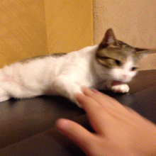憨憨猫跳舞表情包动图