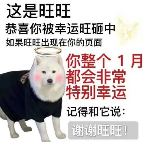  新的一年,请继续对这些玄学小东西说一声谢谢