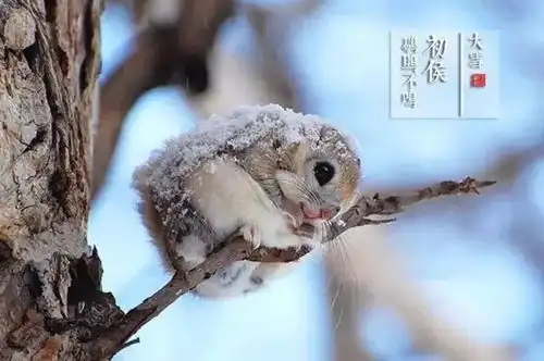  十二月大雪至这些藏在节气中的小知识,可以讲给孩子听