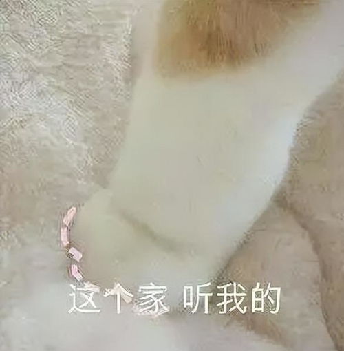  12星座会被谁拿捏真是一物降一物