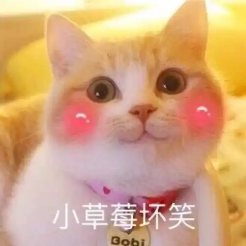 吸喵小分队  吸喵小分队