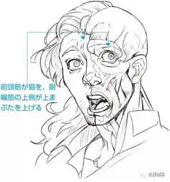  做出面部表情所使用的肌肉和骨骼,为你仔细讲解