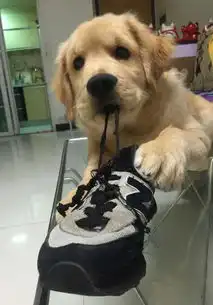  一只自带表情包的金毛犬,各种搞笑的表情