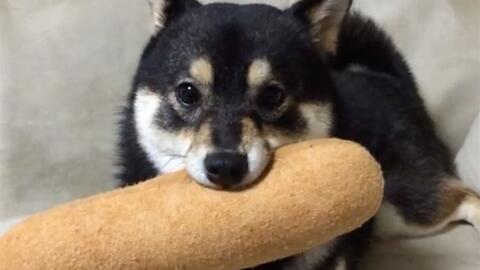  黑色柴犬的表情包拿去不谢