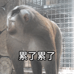  快收藏黔灵山网红猴小老费表情包,天眼新闻安排上了