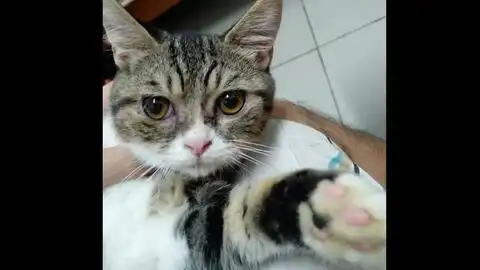  你的小可爱已上线袈裟猫辛弃疾