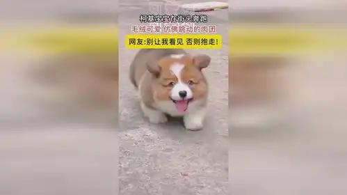  柯基宝宝在街头奔跑,毛绒可爱仿佛跳动的肉团,网友别让我看见否则抱走