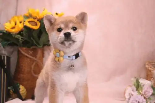 柴犬是谜一样的生物吗是 柴犬是谜一样的生物吗是