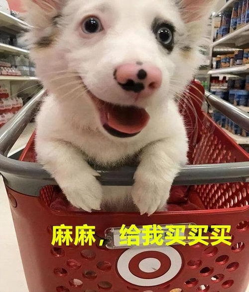  不瞒你说,养狗的人都有这几大特征,藏不住的