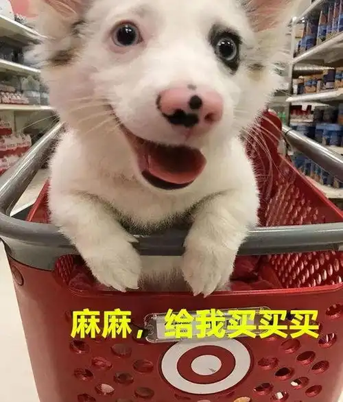  不瞒你说,养狗的人都有这几大特征,藏不住的