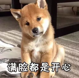 柴犬接住的表情包ems