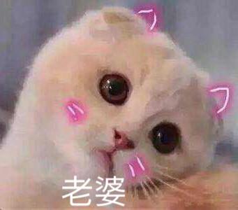  表情包软萌猫咪撒娇卖萌系列软妹必备