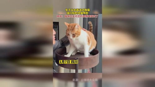  女子父亲霸道式撸猫,强行贴脸揉猫咪脸,网友猫咪生无可恋的表情难受死了