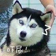 二哈表情包原型表情包