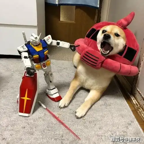  又一个柴犬表情包戏精汪星人堪比狗界影后