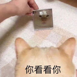  橙子夫妇男女明明挺搭配,谈个恋爱咋就这么累