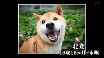  悲报你的表情包去世了