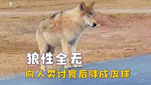  可可西里讨饭狼,摇尾撒娇要蛋黄派,凭本事吃成了哈士奇