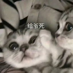  可爱沙雕表情包丨你的小宝贝不在,你爹在